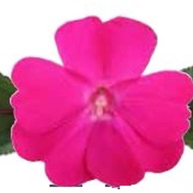 Hot PInk® Compact